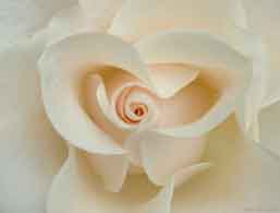 white rose 2005